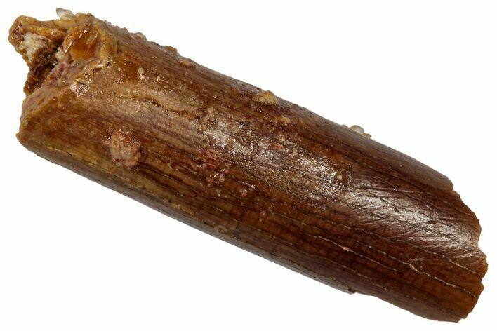 Fossil Sauropod Dinosaur (Rebbachisaurus) Tooth - Morocco #332459